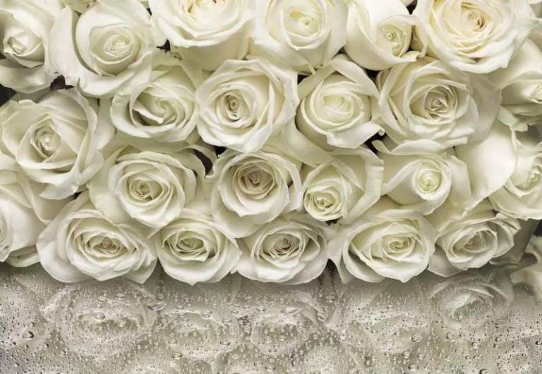 White Roses Wall Mural
