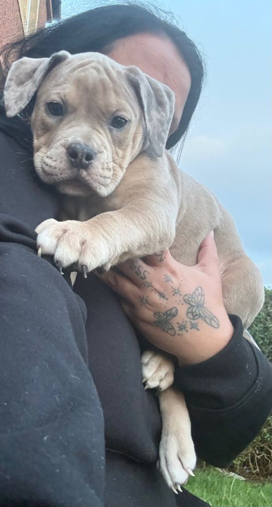 Old English Bulldog Pups 