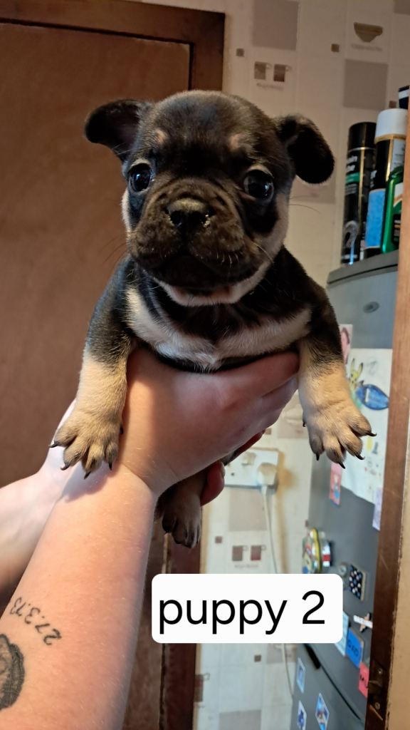 French bulldogs puppies 