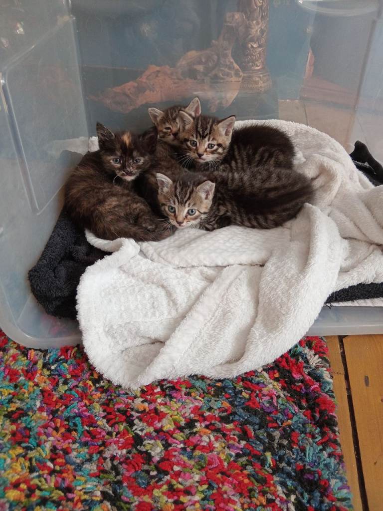 Kittens