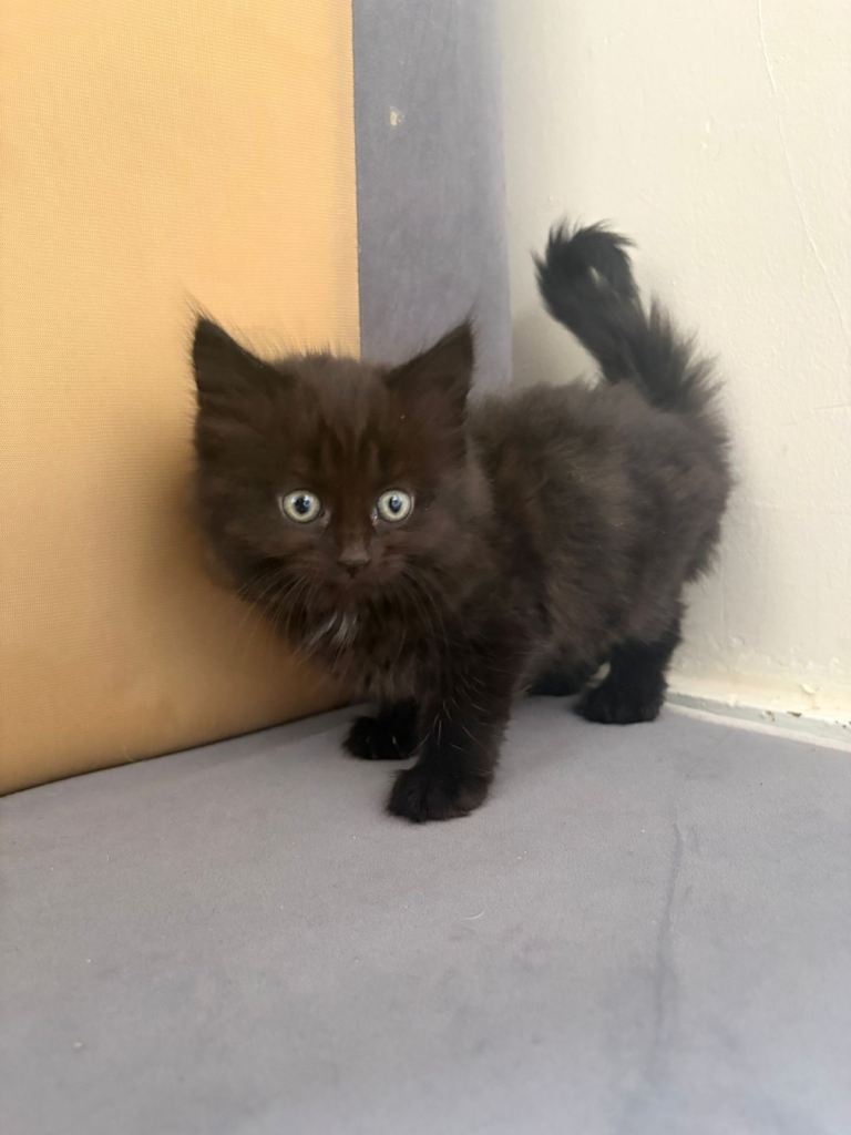 2 adorable kittens available 