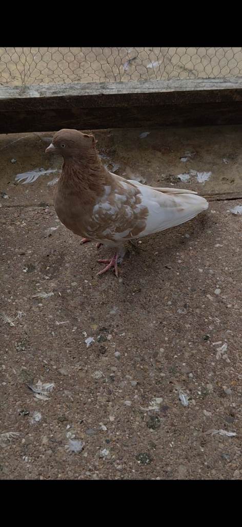 pigeon