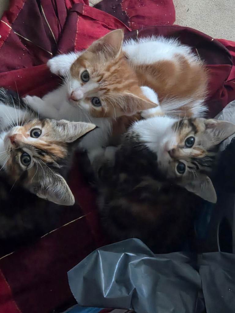 KITTENS IN WEMBELY,READY TO LEAVE NOW
