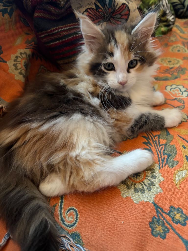 Maine coon kittem