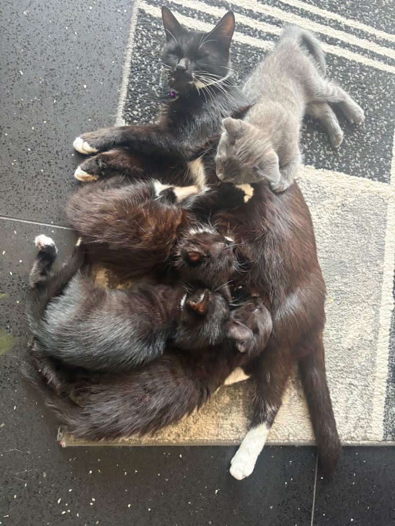 Beautiful kittens 