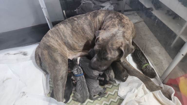 Cane corso
