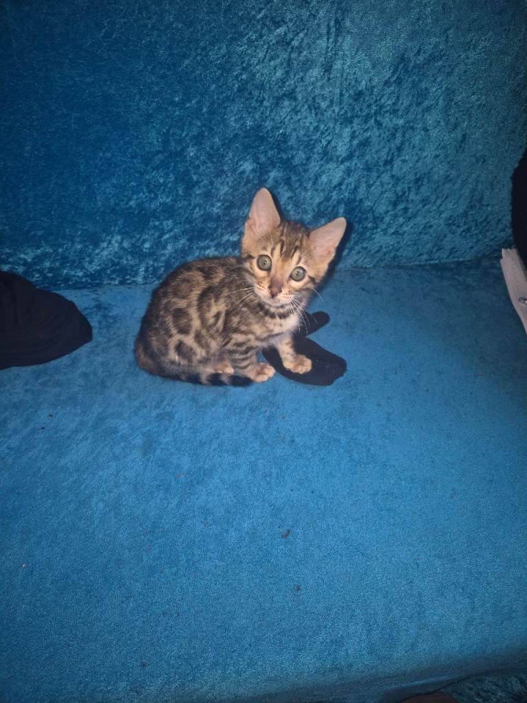 BENGAL KITTEN 