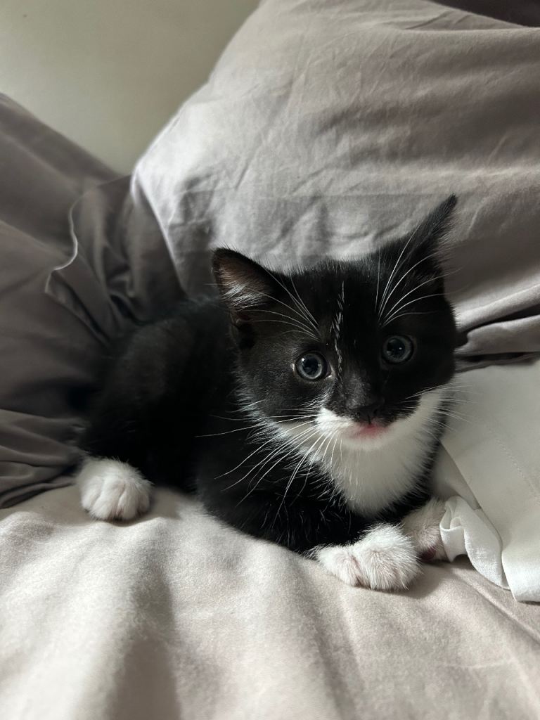 4 kittens mixed litter