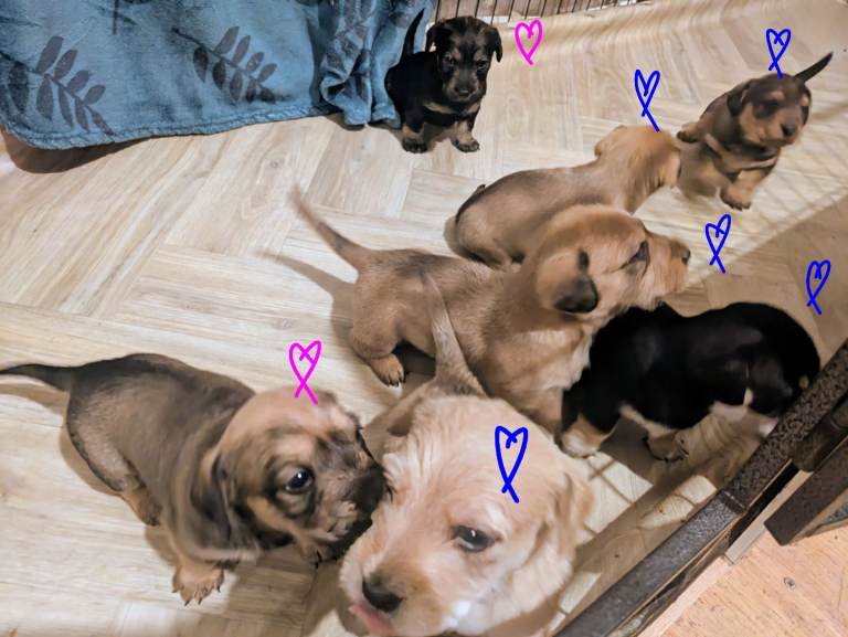 Wire haired dachshund