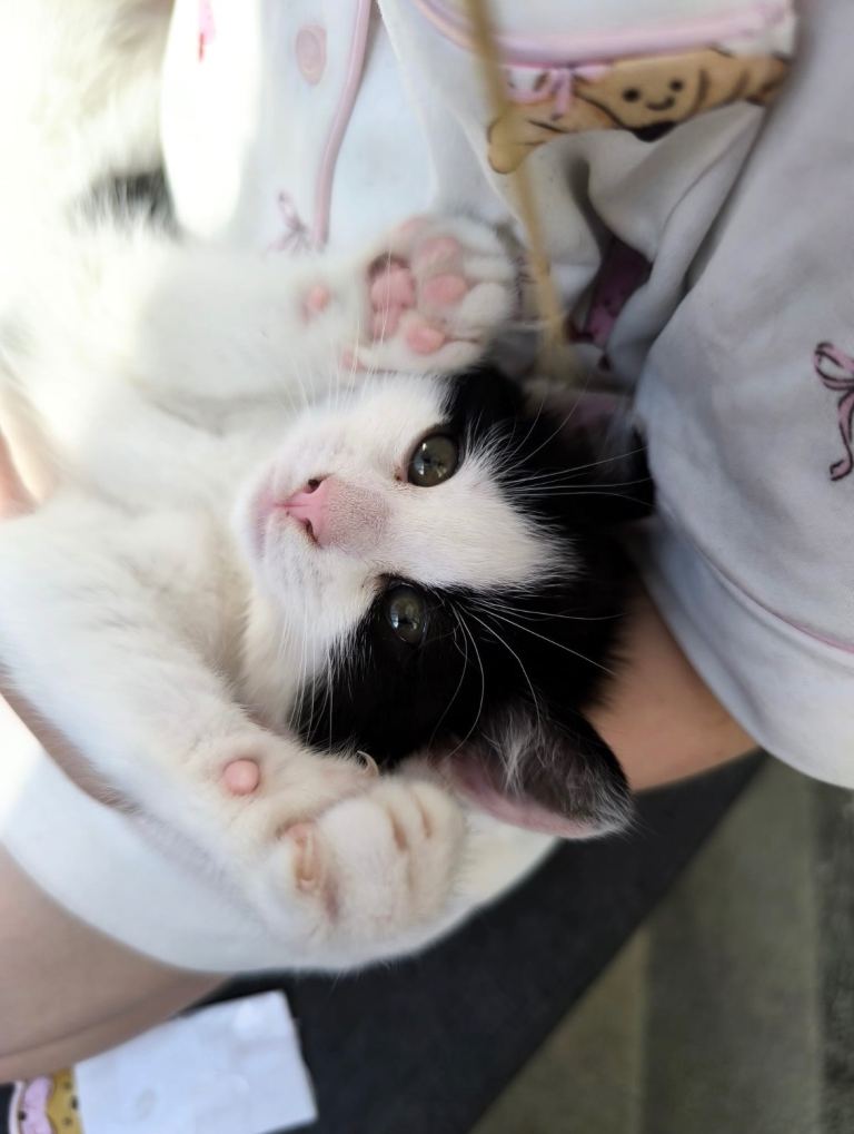 Cute kittens for sale ready now 