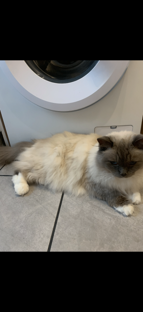 Male ragdoll