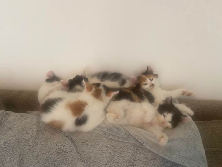 8 kittens, 3 black/white, 3 black/brown/white, 1 grey/white, 1 jet black, litter-trained, solid food