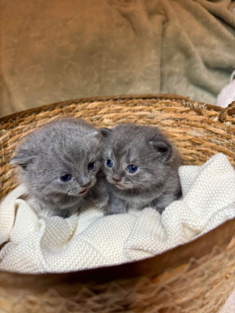 British longhair / British shorthair kittens 