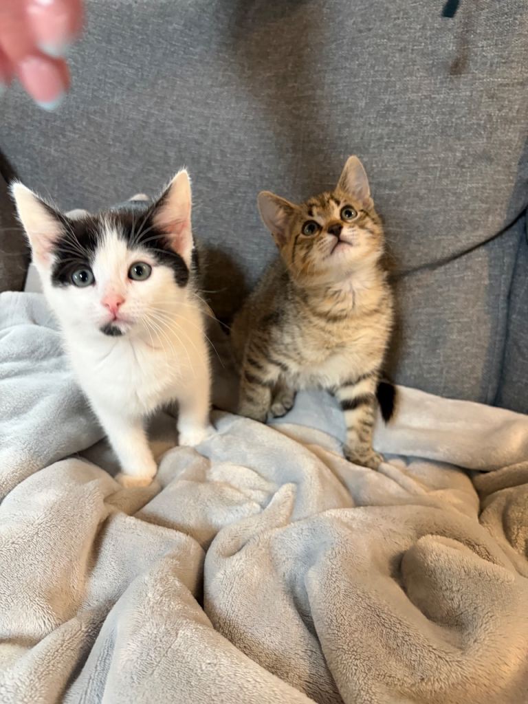Adorable Kittens 