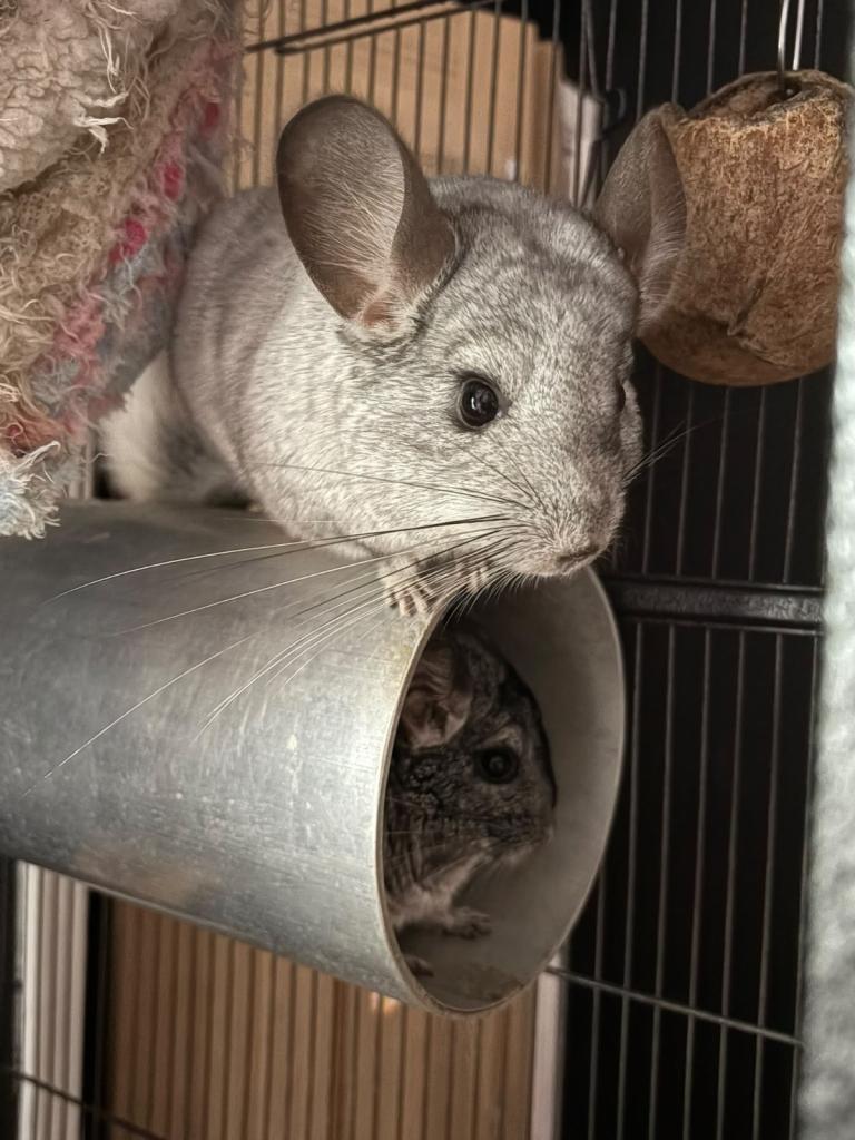 2 chinchillas brothers bond together come with cage
