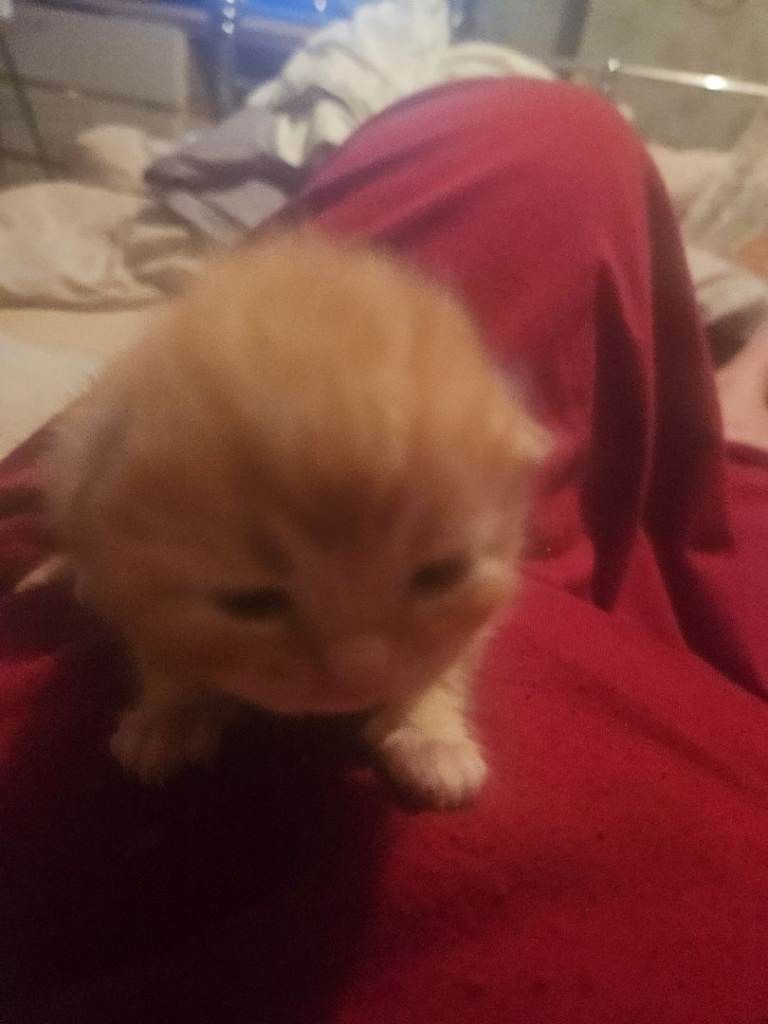 Kittens for rehoming 