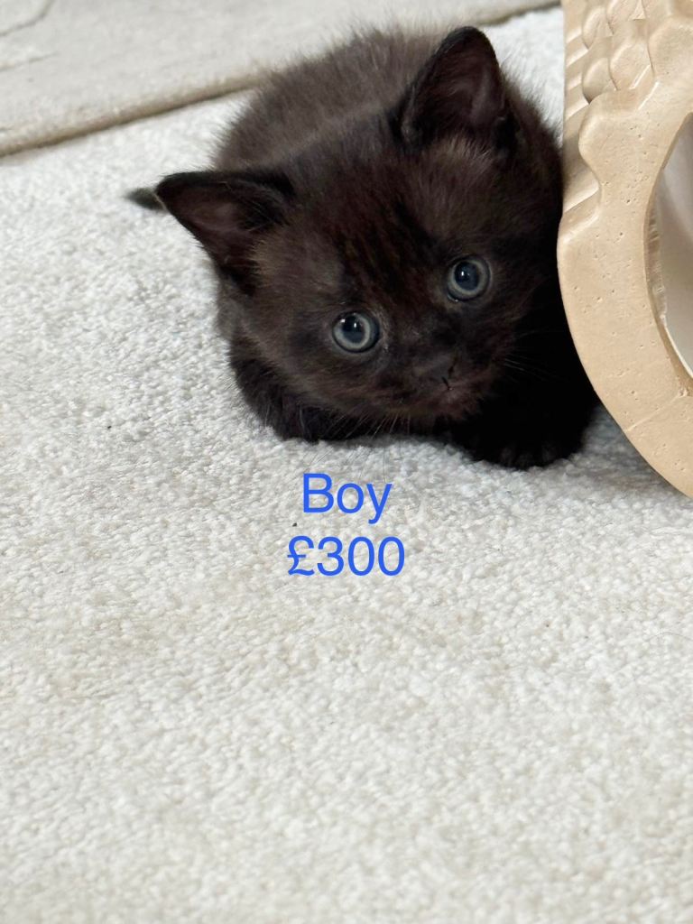 Boy Mix ragdoll kitten