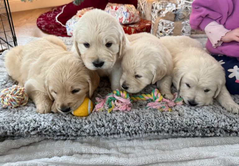 Chunky Golden Retriever Puppies