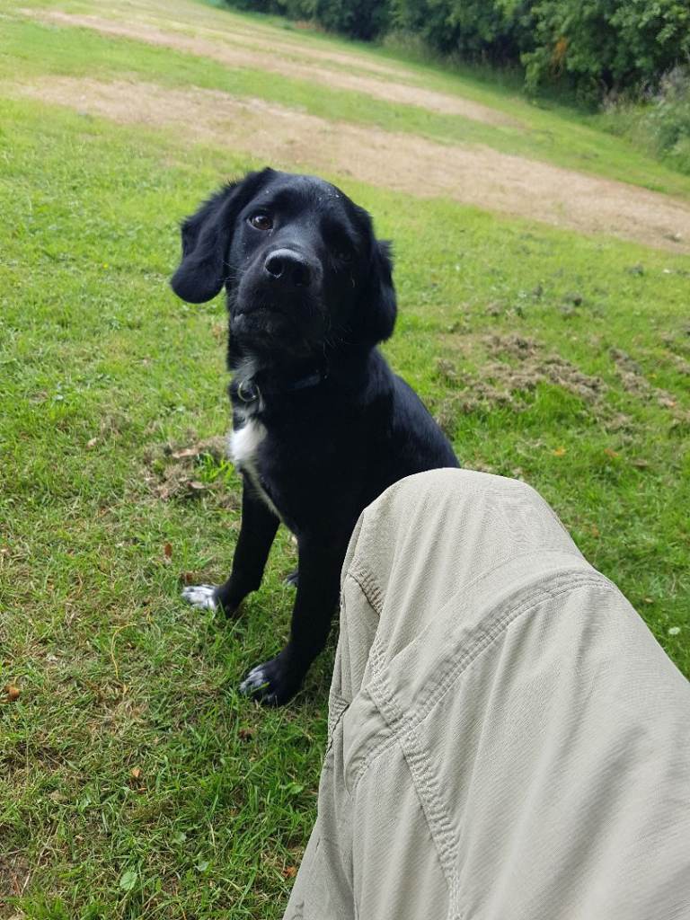 Springador male 