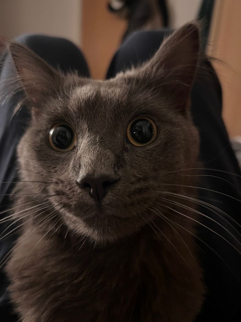 Grey cat for sale 1 years old