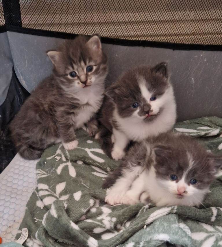 3 gray/white fluffy kittens