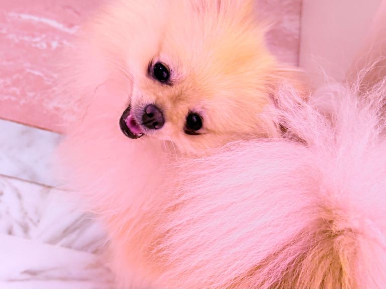 Pomeranian female for sale 