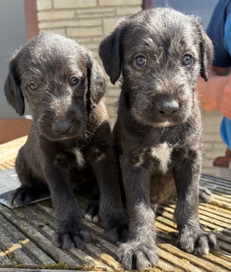 Bedlington / whippet 1st cross pups
