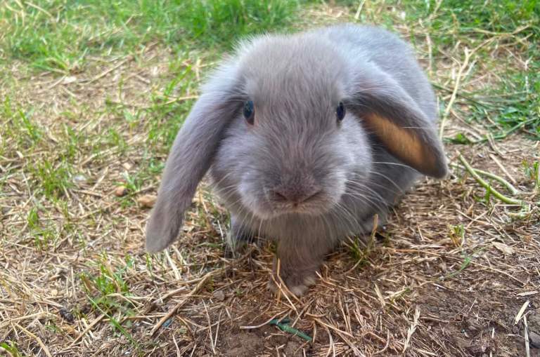 Mini lop rabbit 3 month old female with hutch