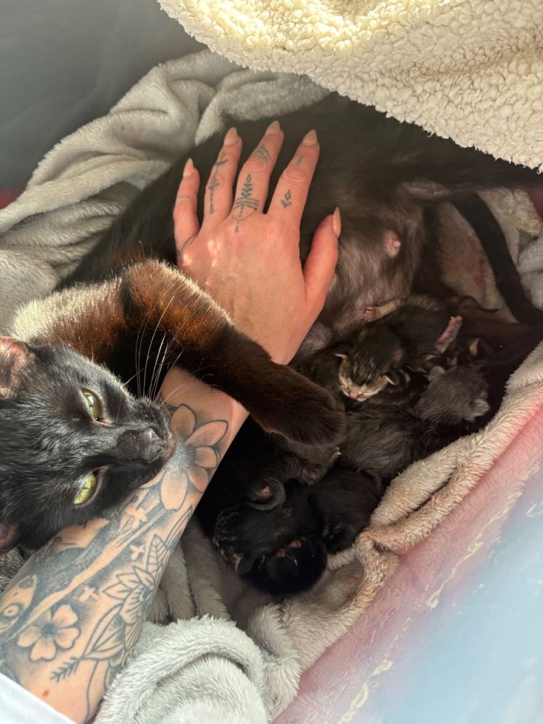 Kittens due April 2026