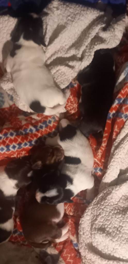 Jack Russell puppies