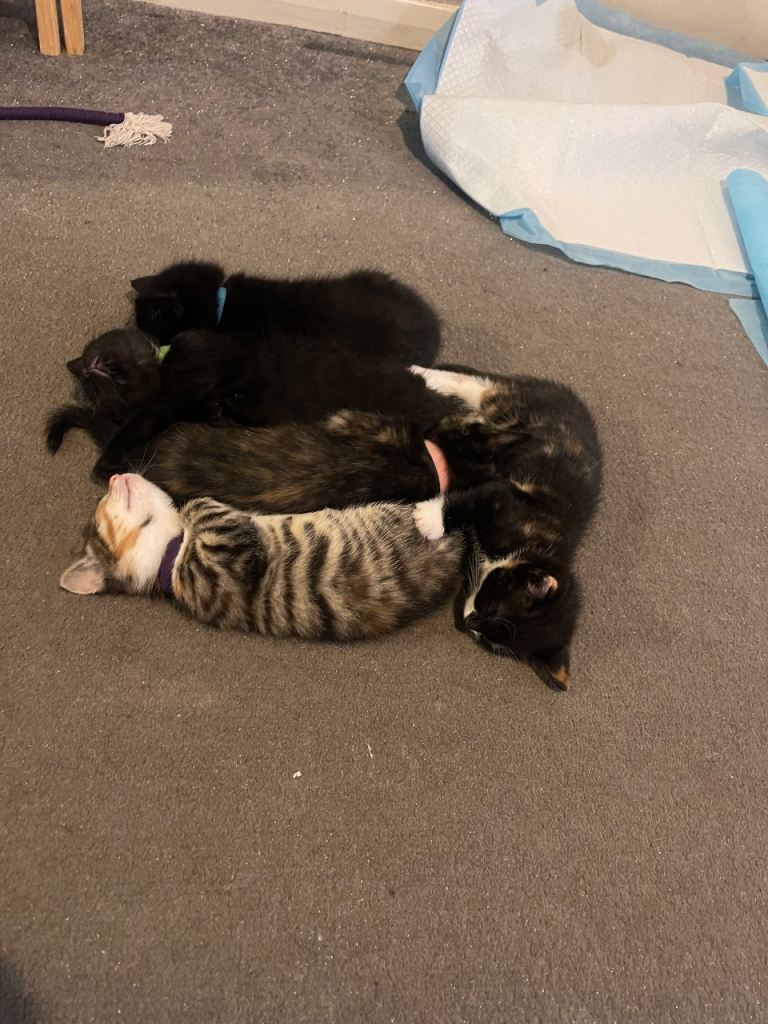 Kittens for sale 