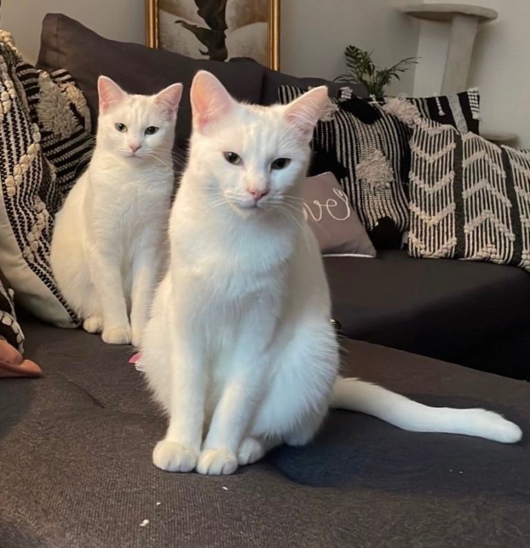Turkish Angora Cats 