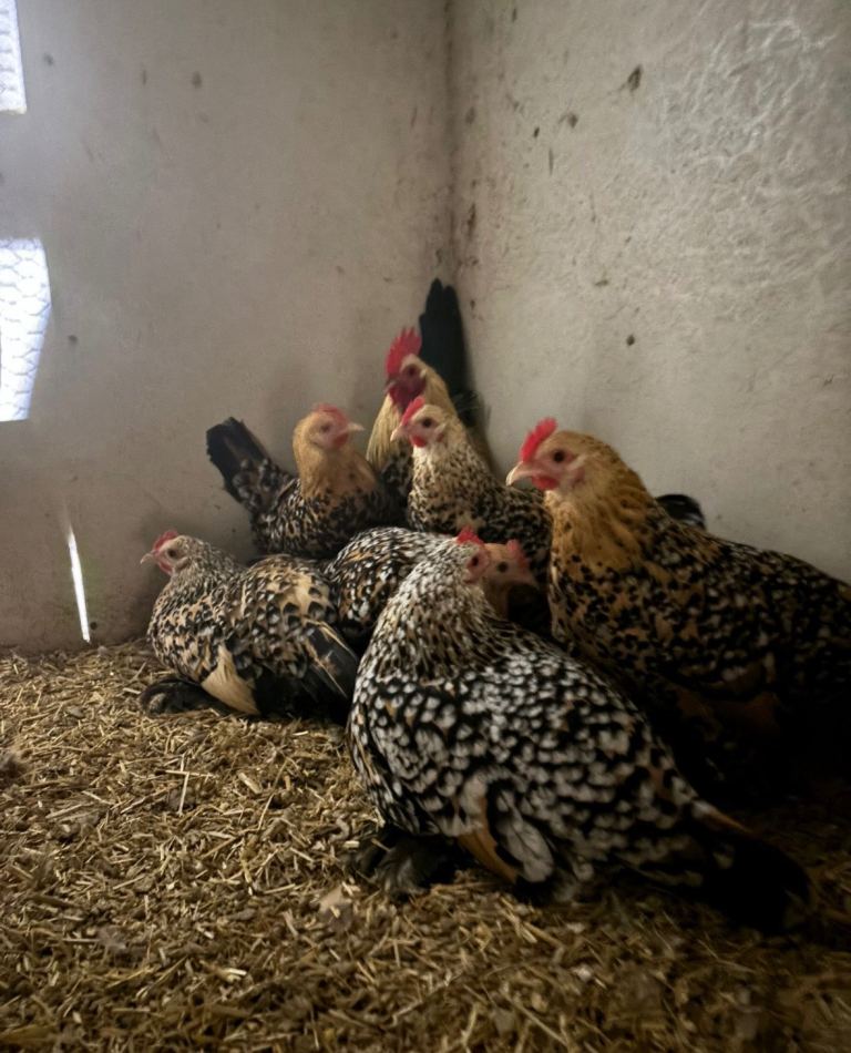 Booted Bantam Chickens 