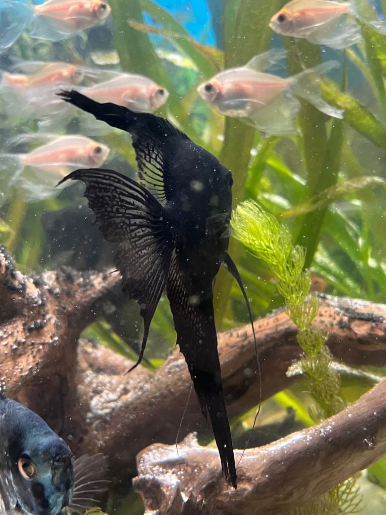 Black longfin ghost pinoy angelfish pair. 