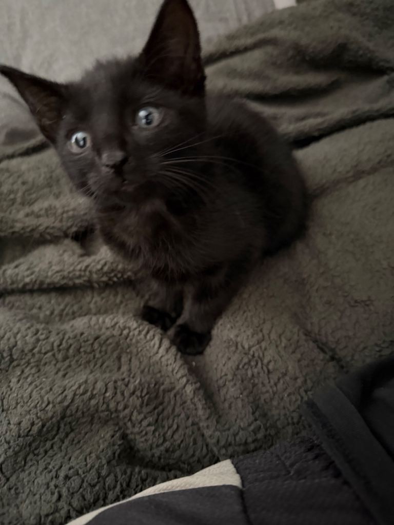 Shorthair kitten 
