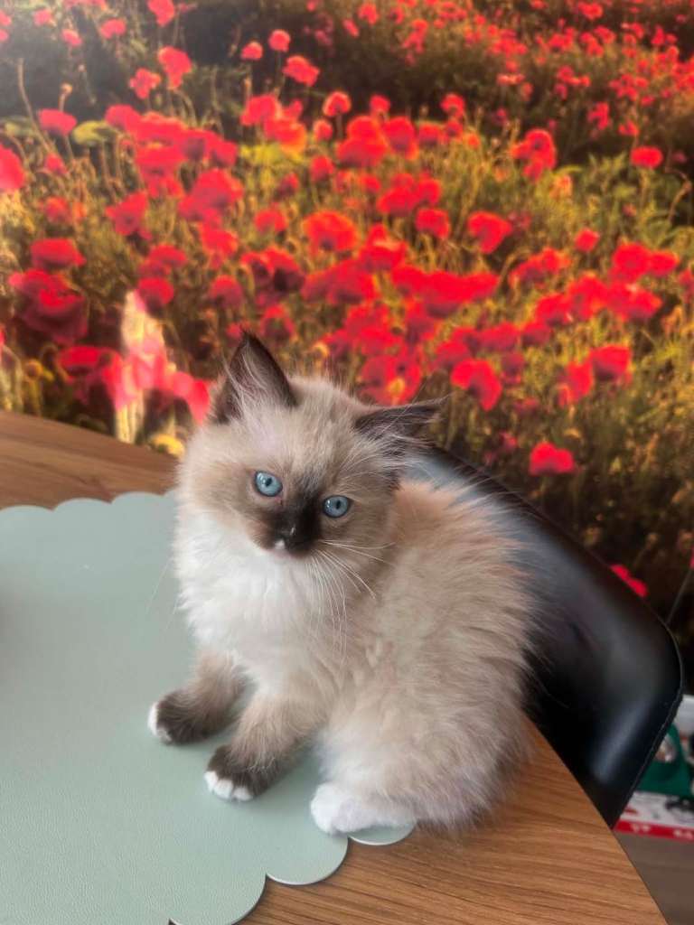 ⭐ Only 1 Ragdoll Girl Left – Ready for Her Forever Home ⭐