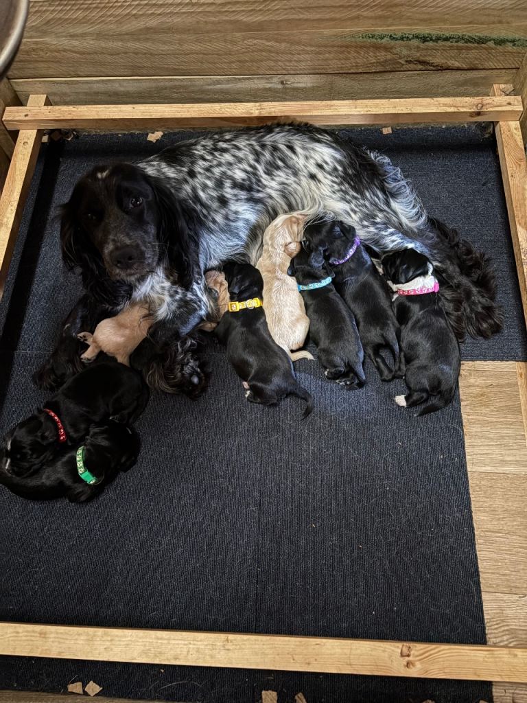 Cocker spaniel pups