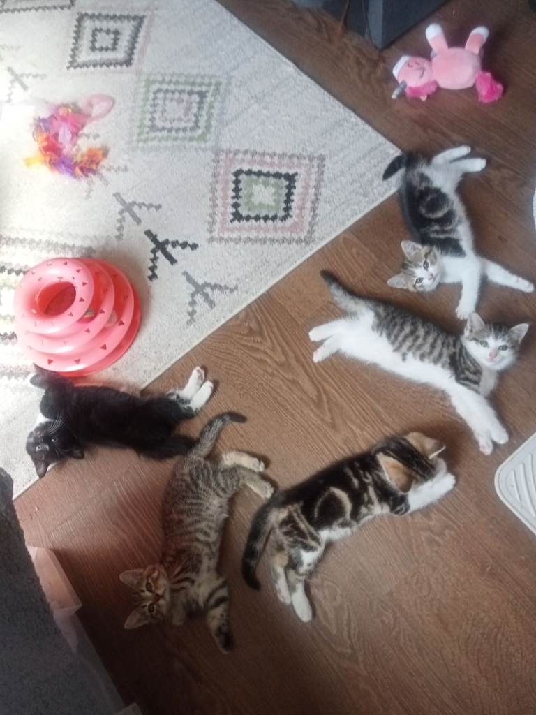 Beautiful Kittens 