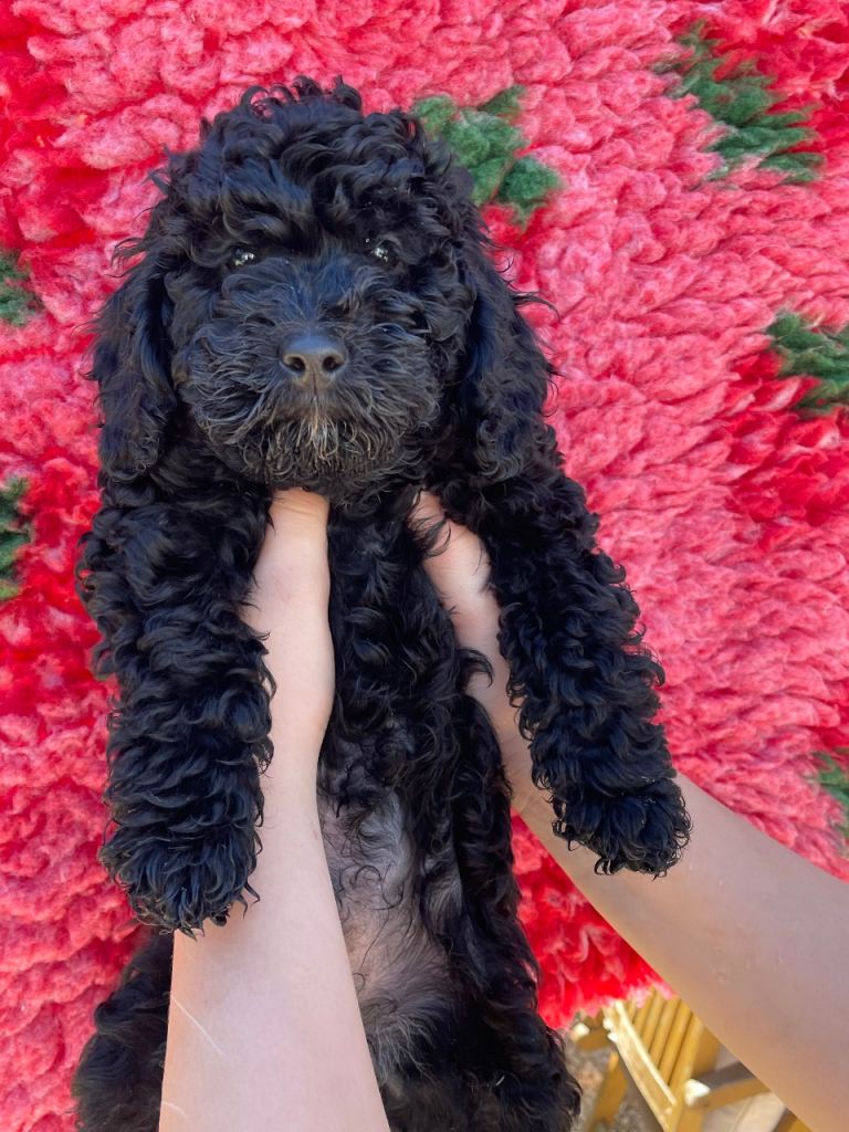 Adorable miniature labradoodle puppies
