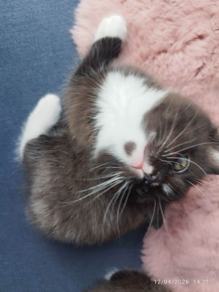 Kittens half Ragdoll