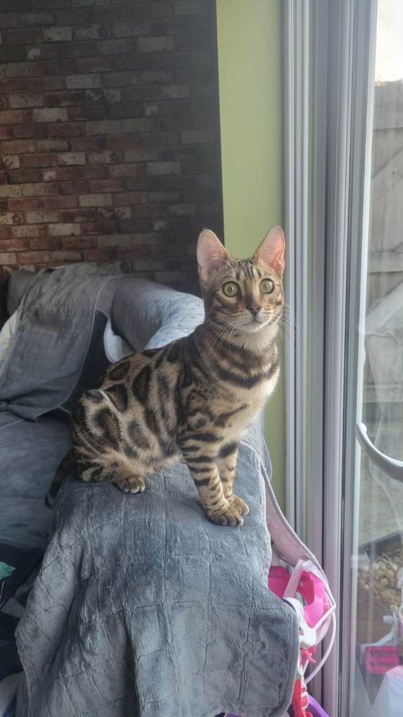 Stunning full pedigree Bengal 