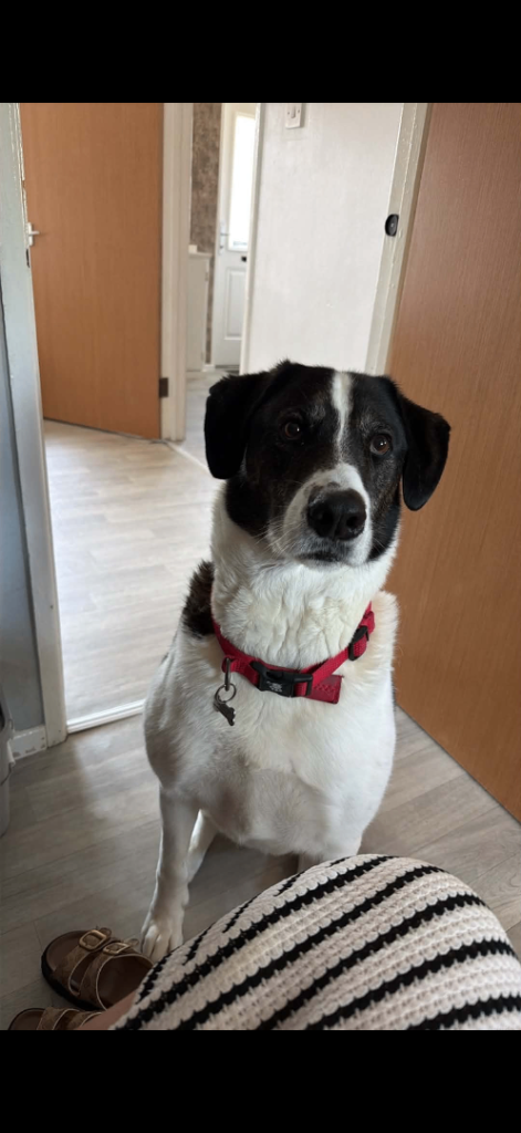Dog