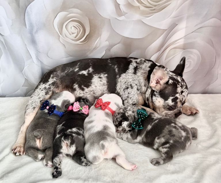 BEAUTIFUL FRENCH BULLDOG PUPPIES
