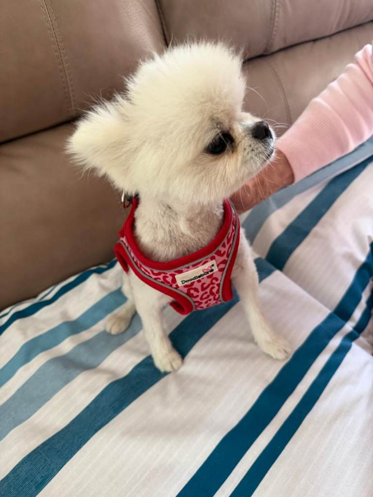 Pomeranian dog for sale (male)
