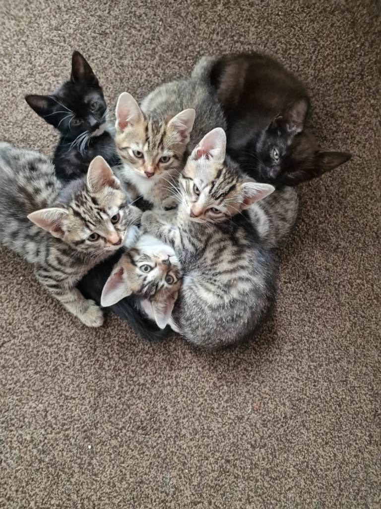 6 tabby kittens