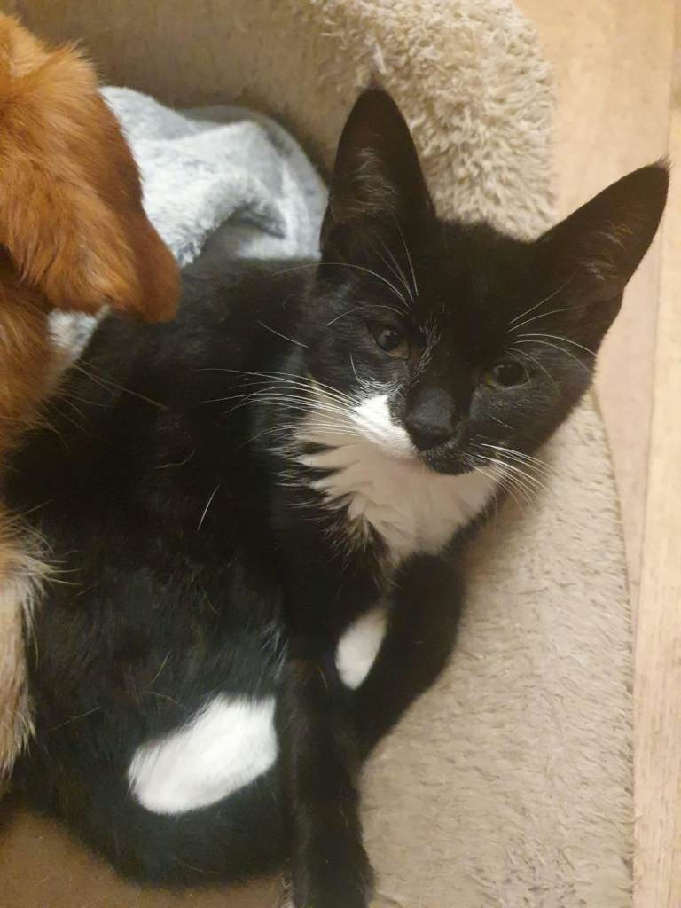 Male Black & White Kitten