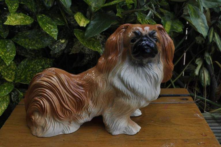 Kingston Pekingese dog