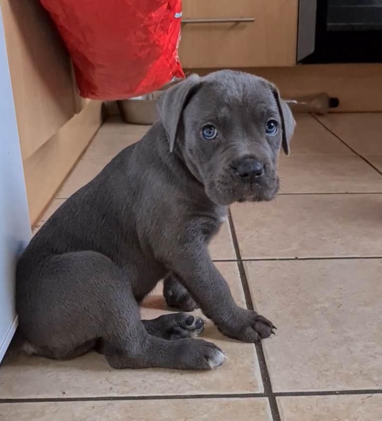 READY TO LEAVE! BIG, CHUNKY Cane Corso puppies! Outstanding bloodline. 