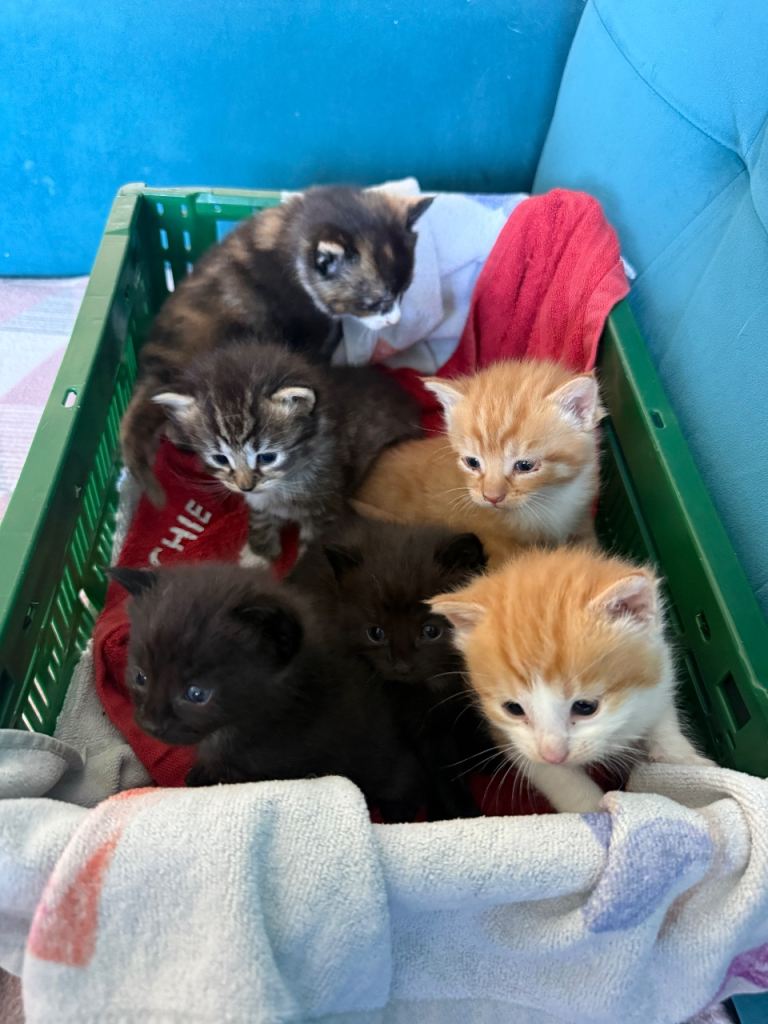 Black Male & Calico Female Kitten Still available 
