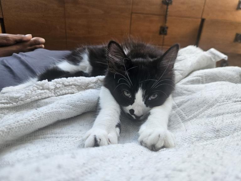 2 Cute Black and White kittens